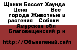 Щенки Бассет Хаунда  › Цена ­ 25 000 - Все города Животные и растения » Собаки   . Амурская обл.,Благовещенский р-н